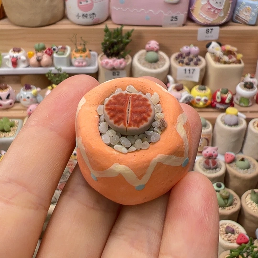 多肉植物124号拇指盆