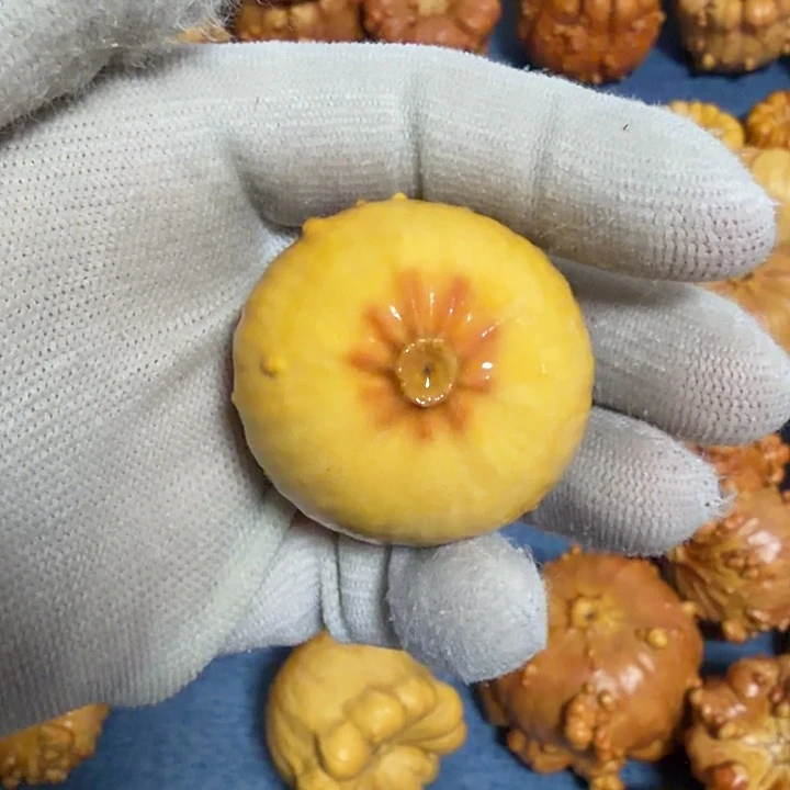 函***宇墨西哥七彩疙瘩葫芦