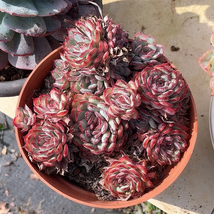 安***店杂交多肉植物群生