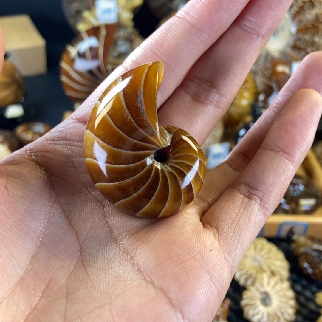 玉天然古生物化石鹦鹉螺化石