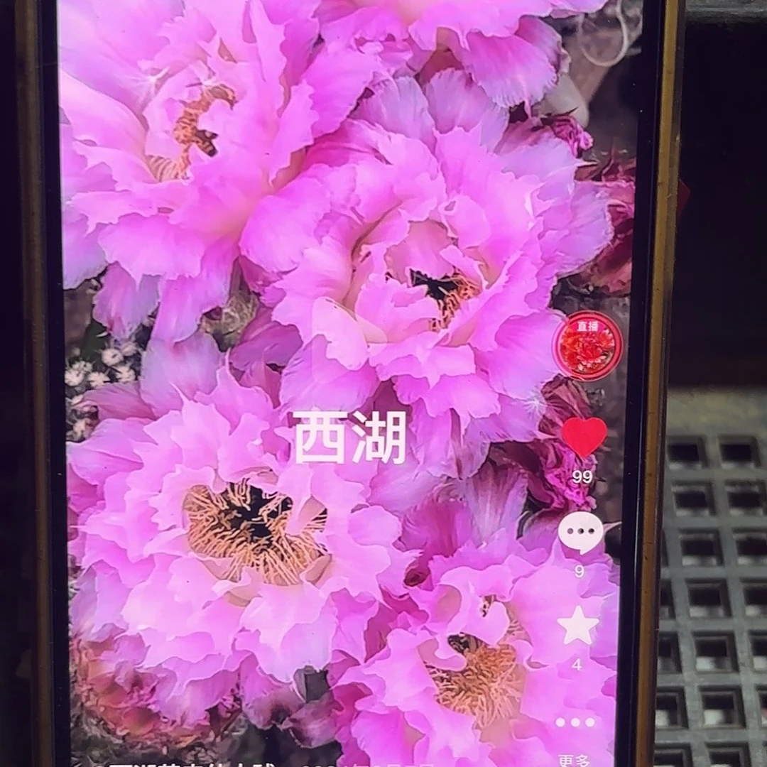 新粉洛彩侧牙20包邮59