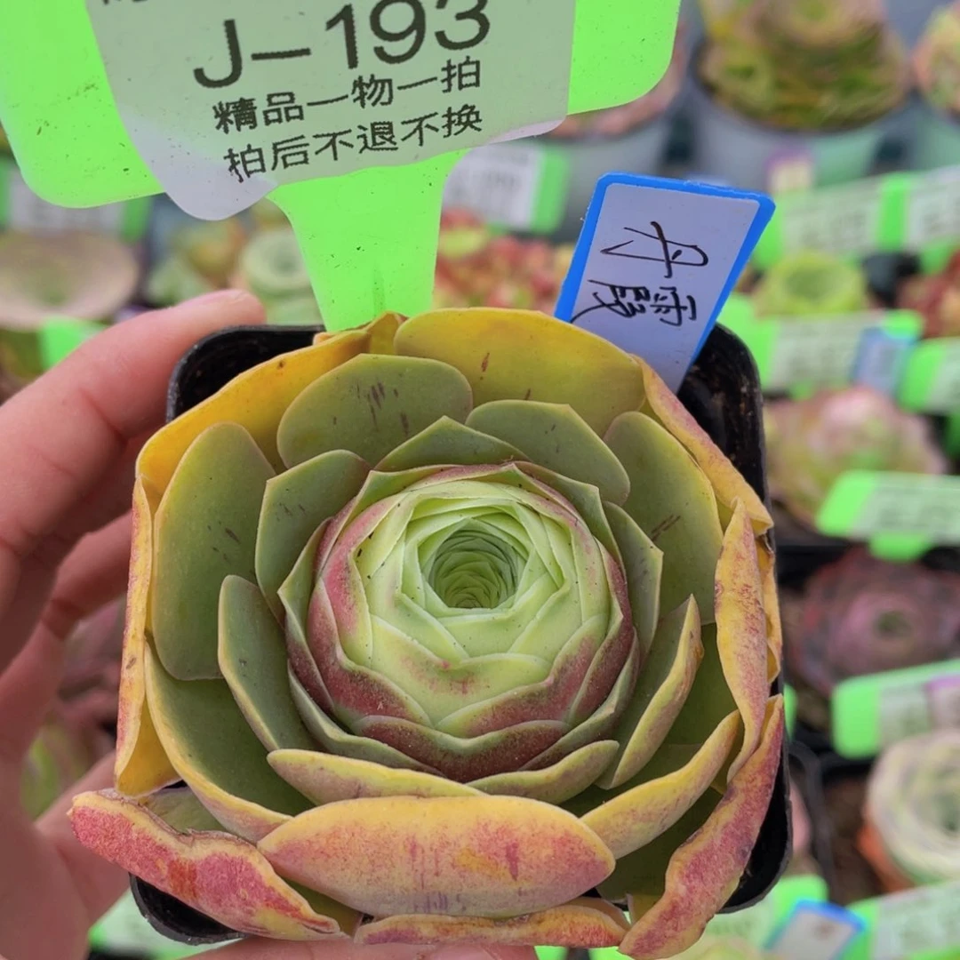 丹霞玫瑰一物一拍J193