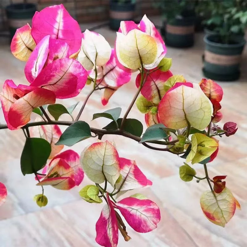 凤凰 三角梅大苗好养易开花花卉基地 不带花