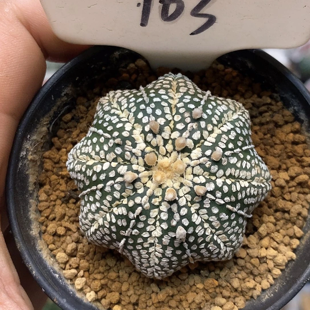 103奇迹福利特价咯嘻嘻