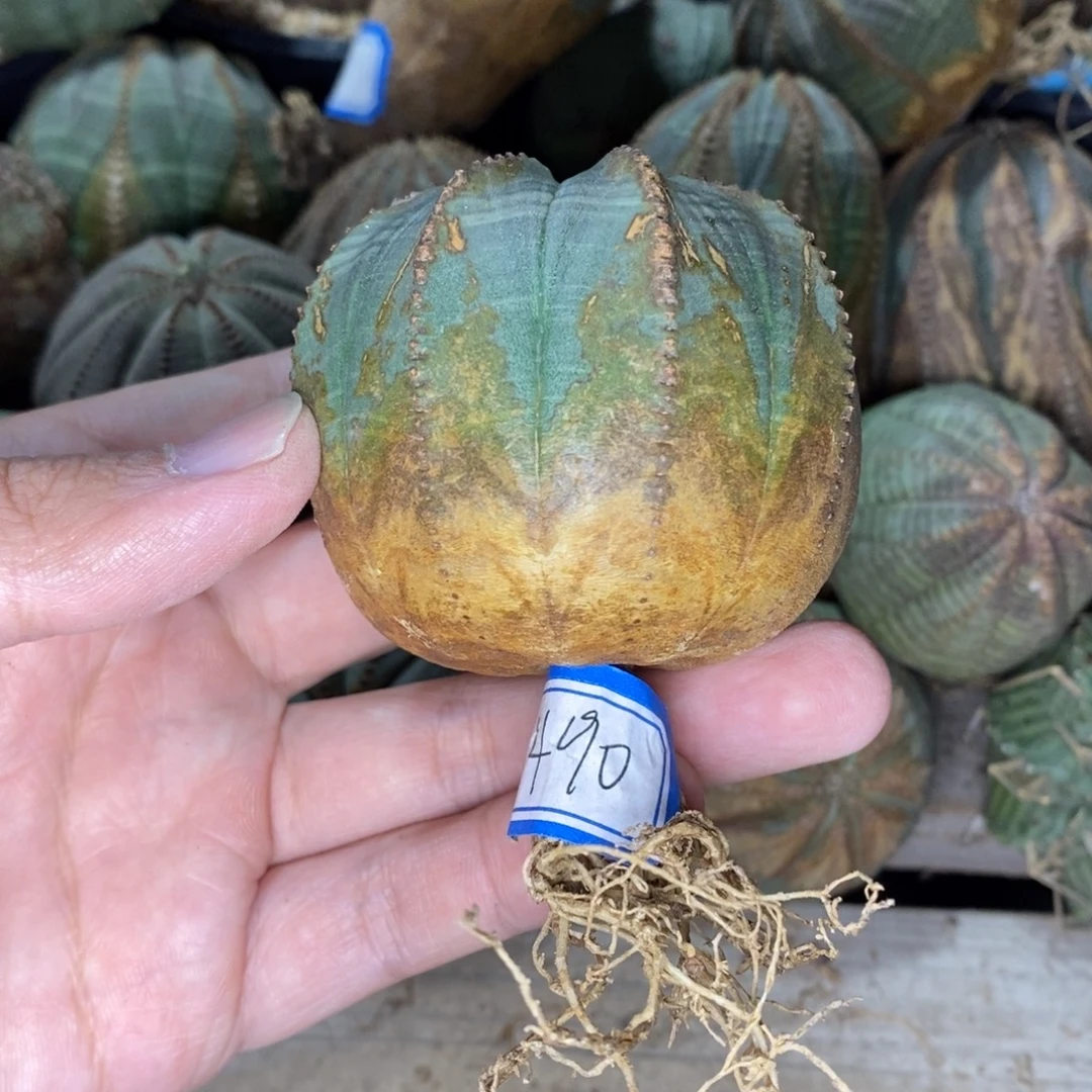 11 欧系实生布纹球多肉植物