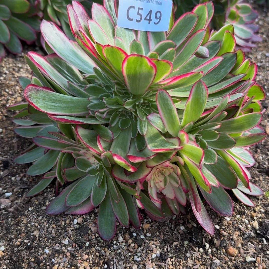 549瑶光多肉植物