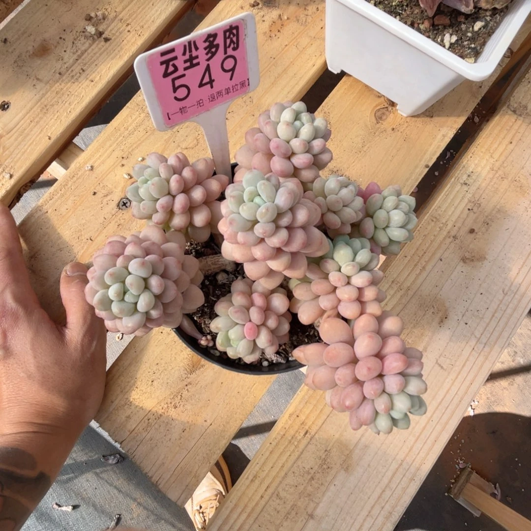 云尘多肉一物一拍549，
