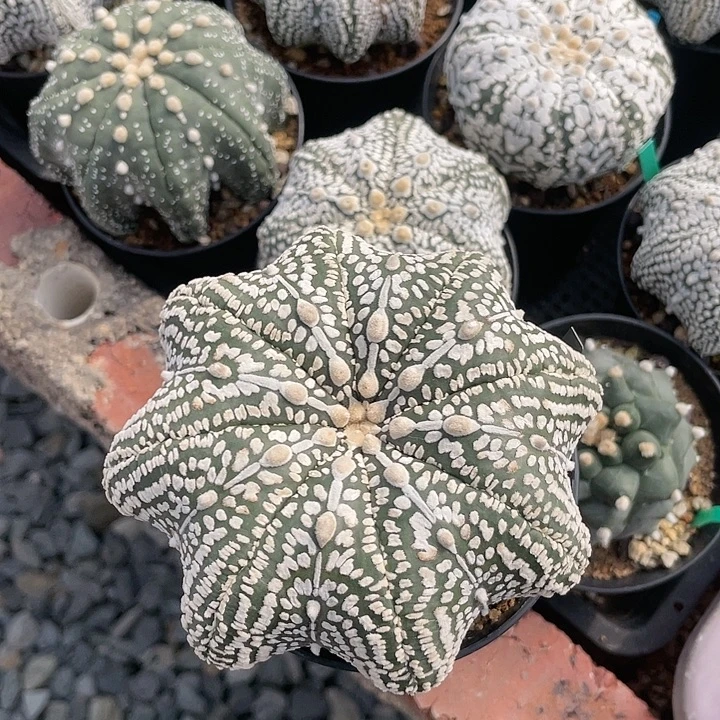 实生海星兜福利福利