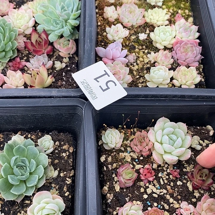 51 多肉植物盆栽花卉