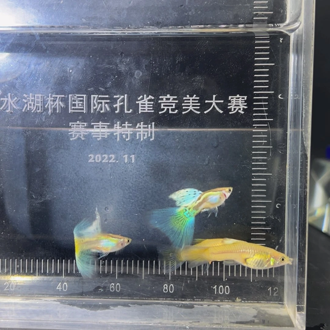 孔雀鱼黄化绿草尾