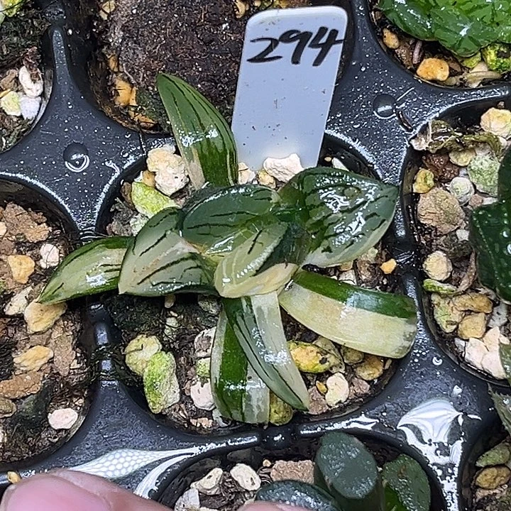 294红纹寿锦脱土发货