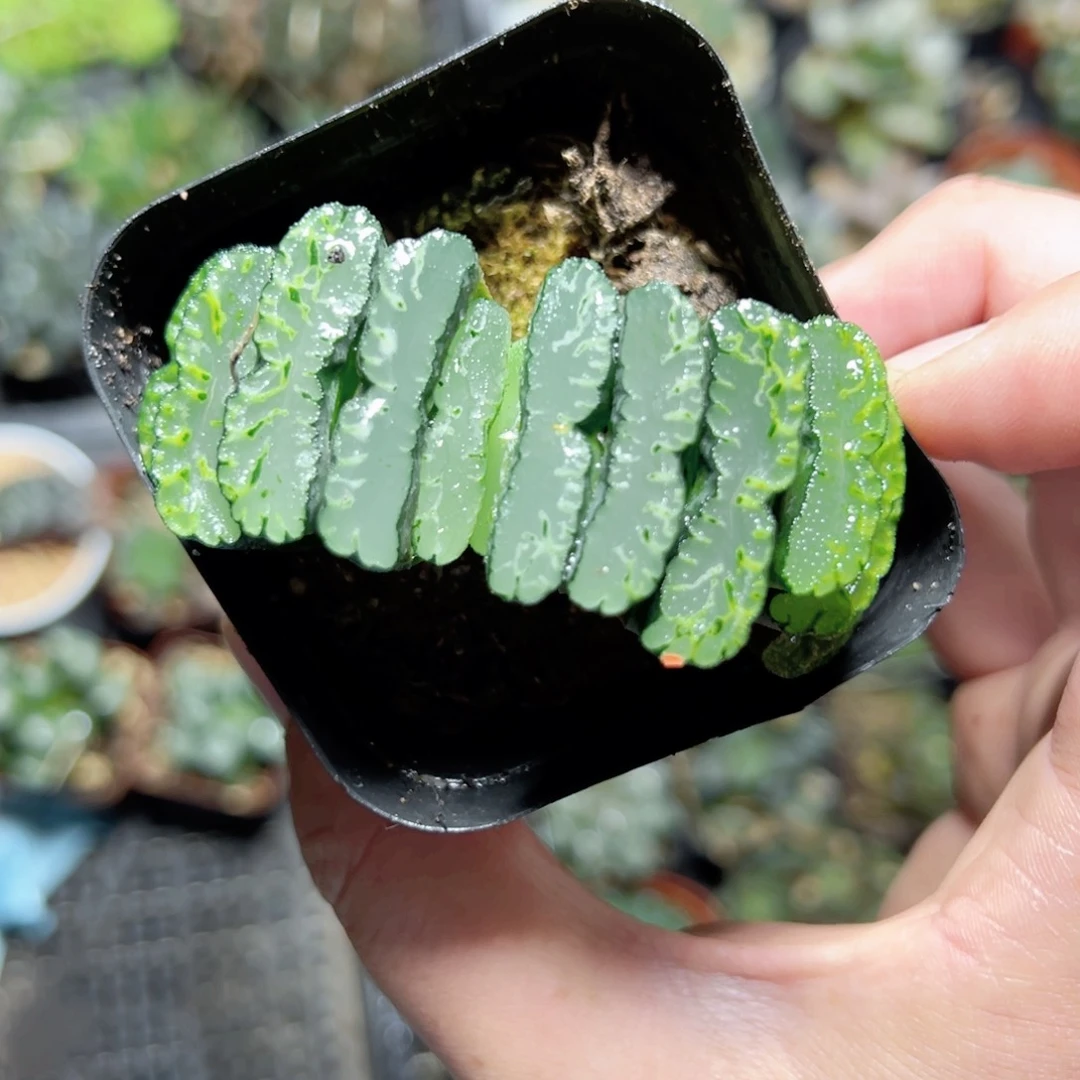 风**想2818多肉植物一颗