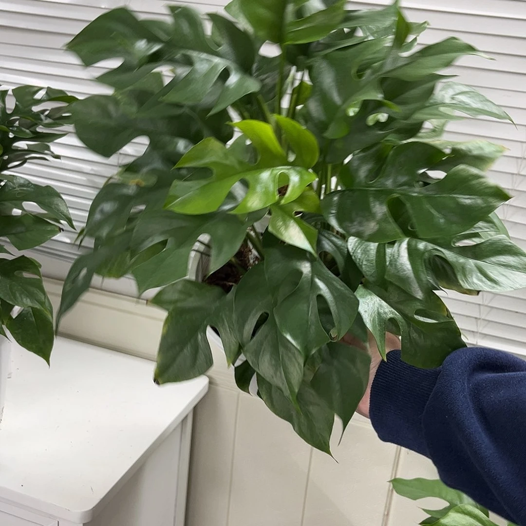 无花朵062姬龟背龟背竹