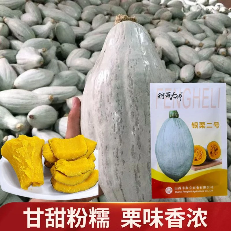 银栗二号南瓜种子白皮银栗南瓜种籽板栗味香甜粉糯四季蔬菜种南瓜