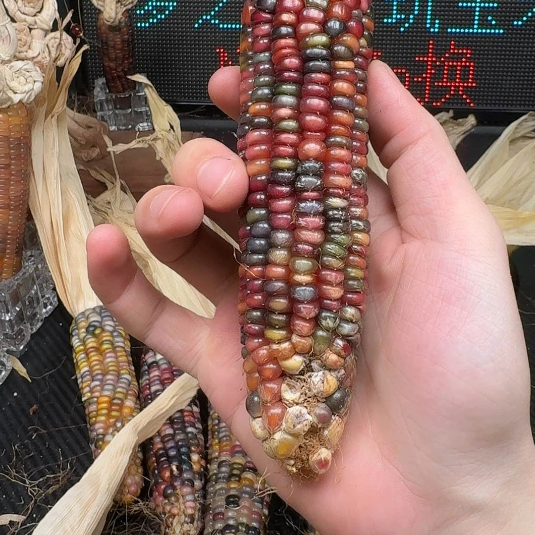 柏香籽/百香籽吊坠柚***檬