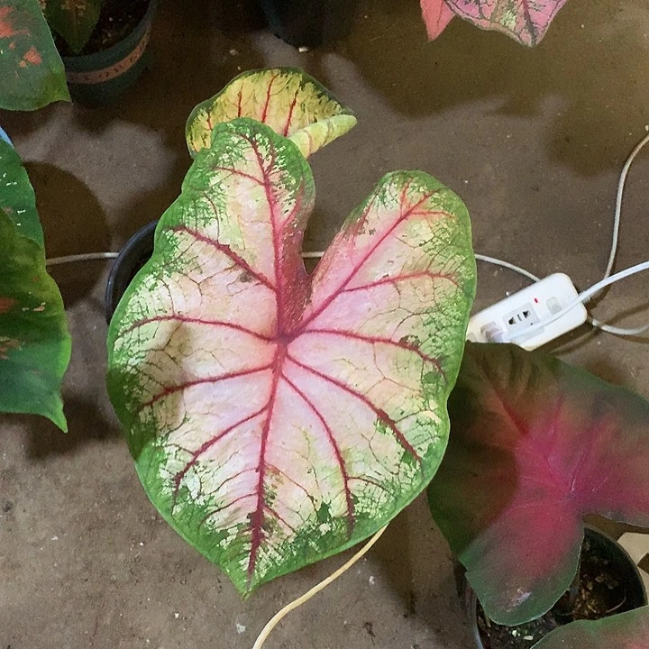 木***紫完全开放苹果花新手练手福利