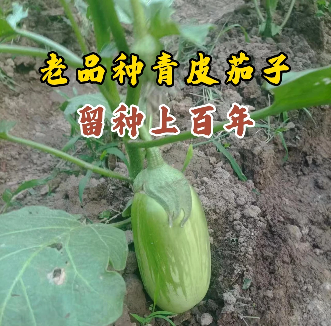 百年历史老品种 花脸茄子种子30粒可一直留种 传统茄子软糯产量高