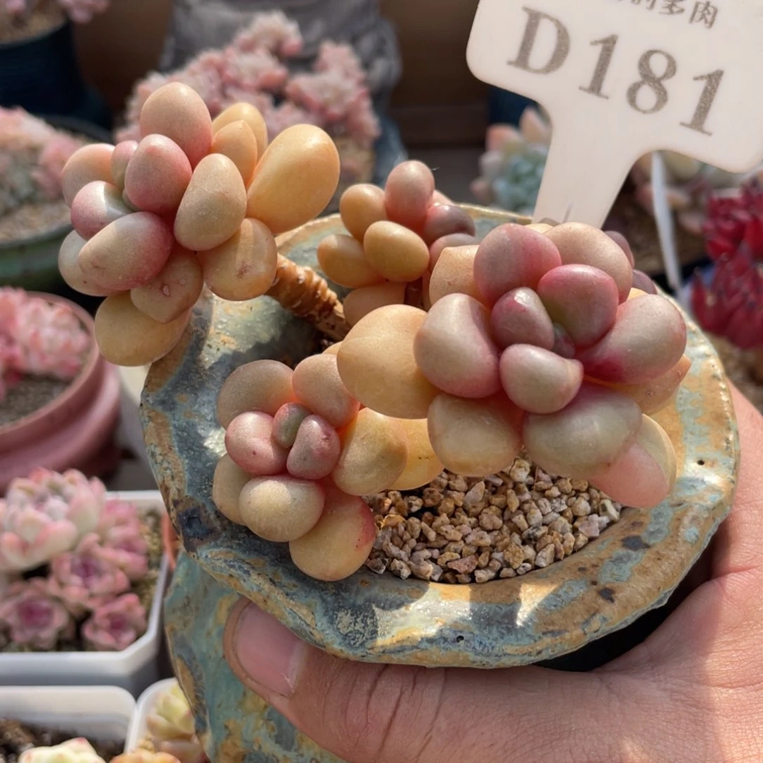 181先锋派不带盆11厘米