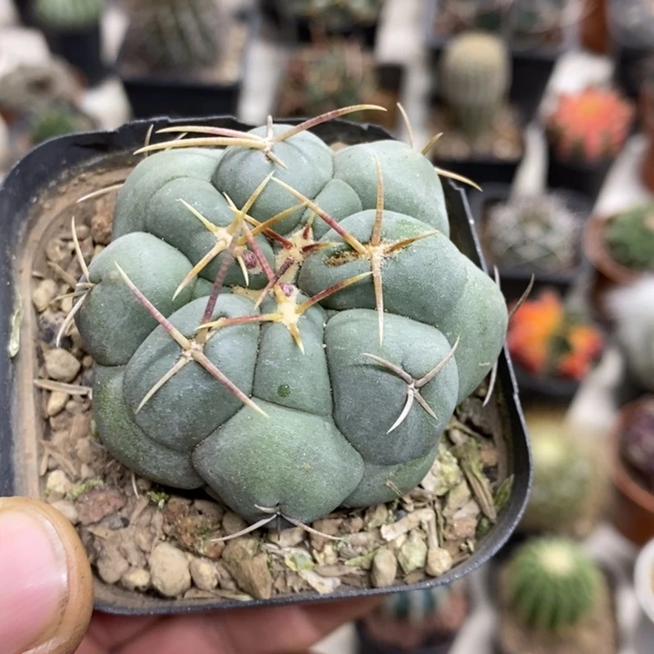 实生白肌天晃特价