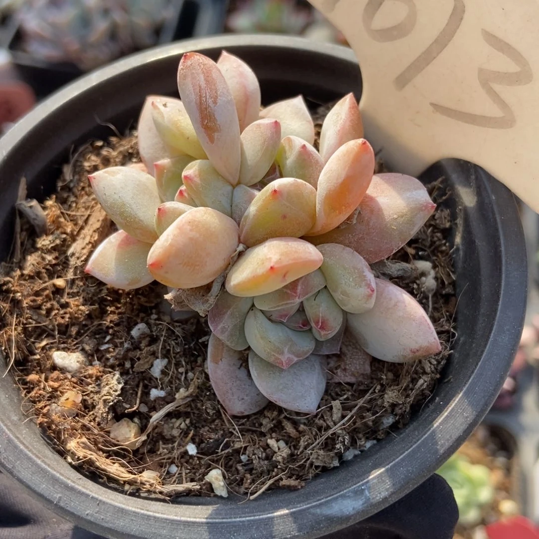 1013石榴籽六头多肉