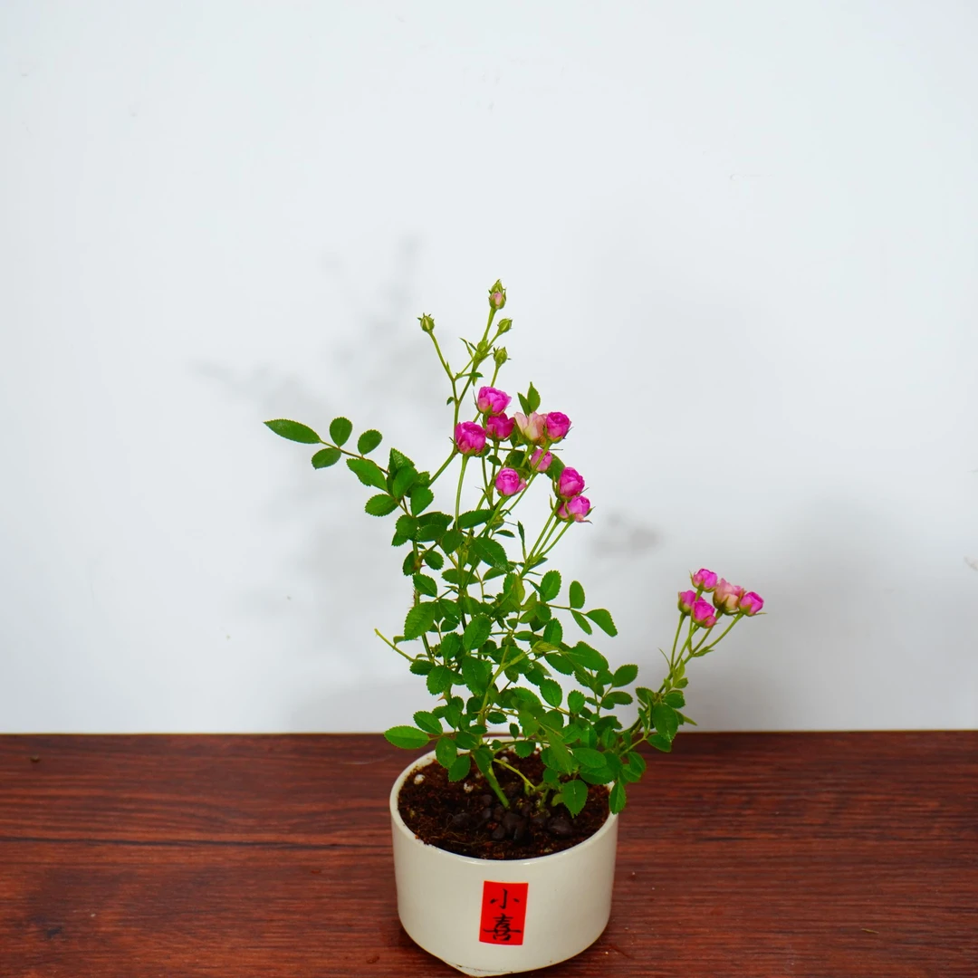 姬月季玫瑰绿植盆栽桌面植物好养室内花卉四季开花
