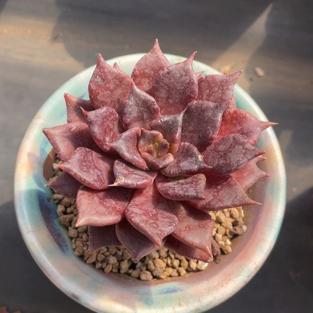 黑饺子皮单头老桩
