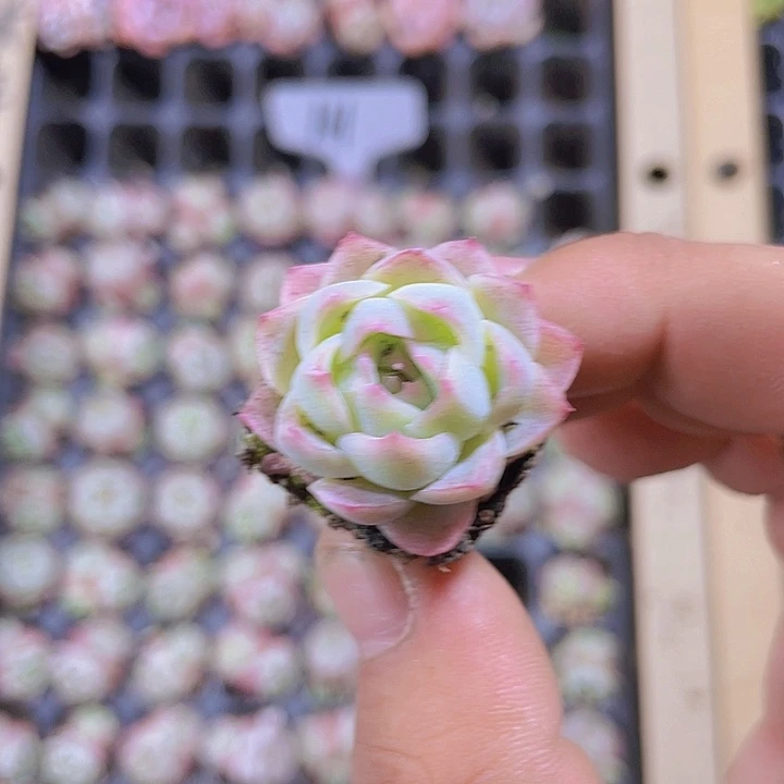 161玫瑰仙子精品多肉