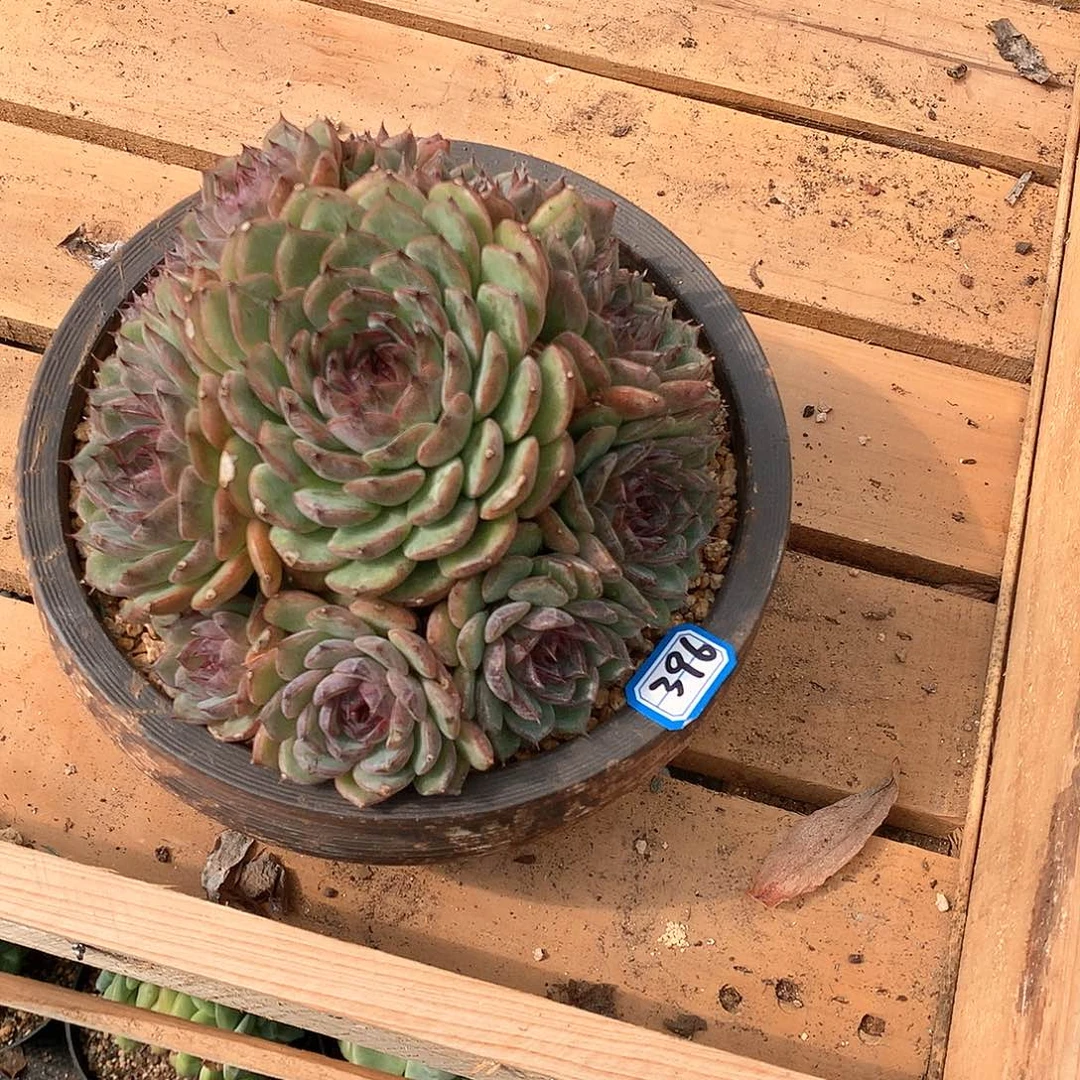 396水晶 一物一拍多肉