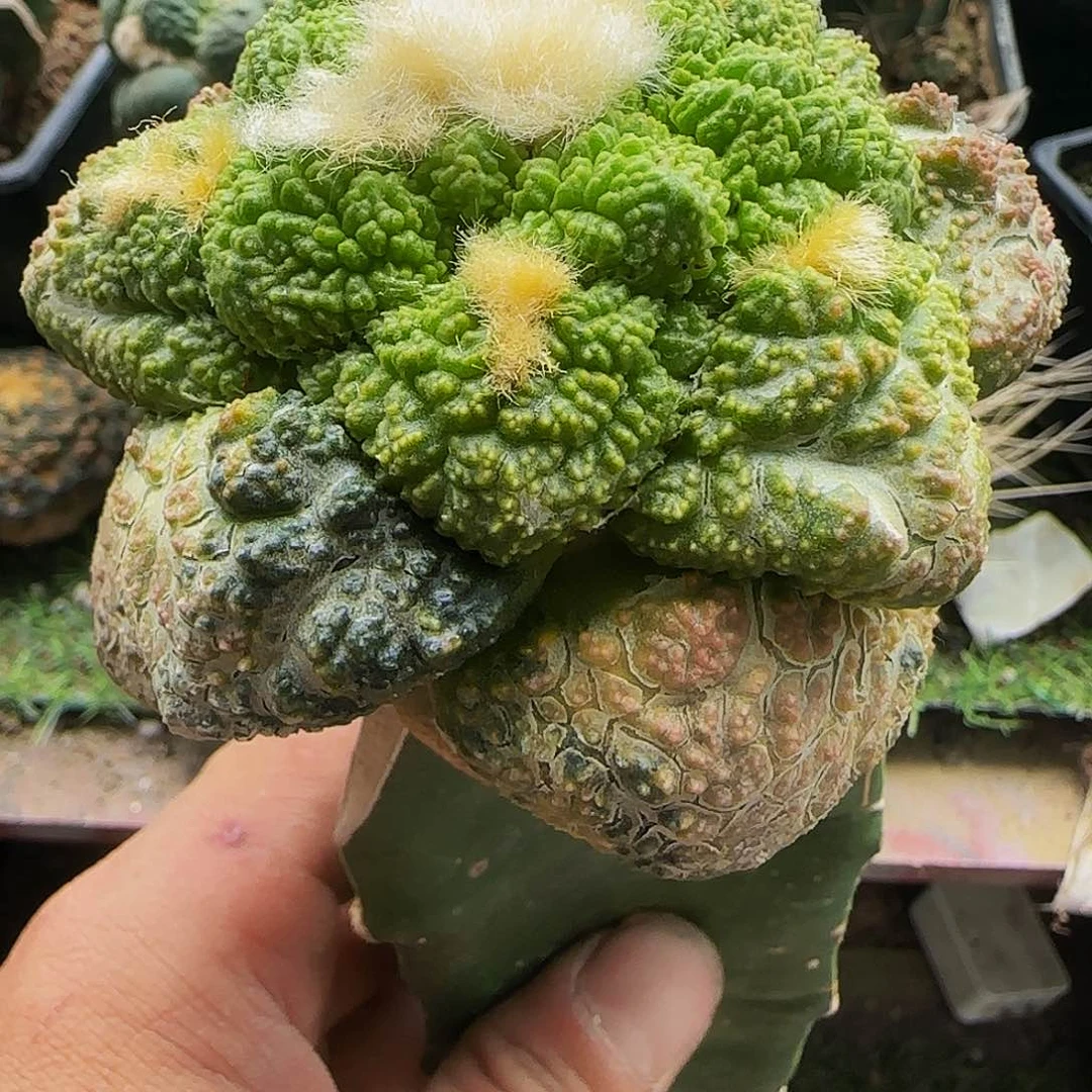 龟甲锦010仙人球开花