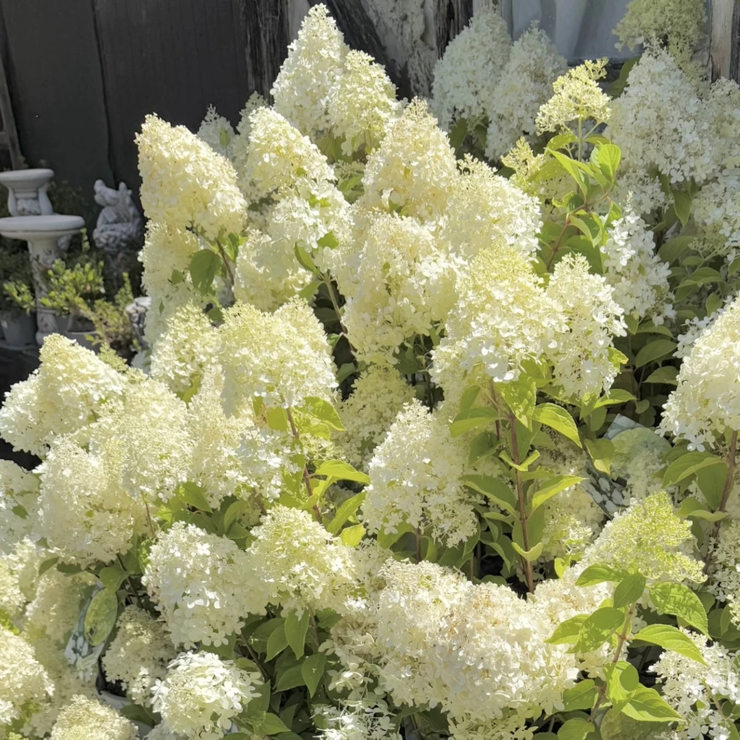 石灰灯圆锥绣球绣球花盆栽庭院阳台新手易养护喜水植物