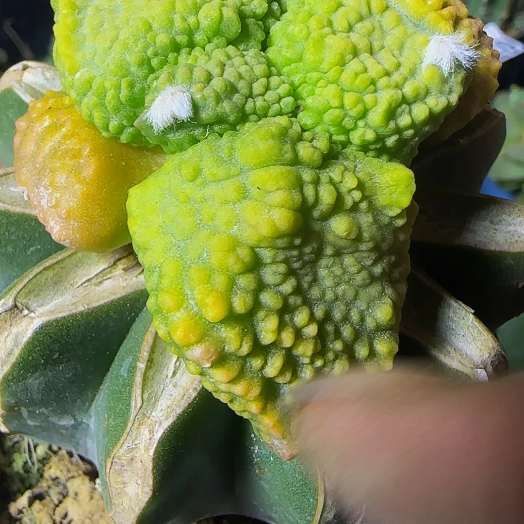 大尤牛舌锦065仙人球