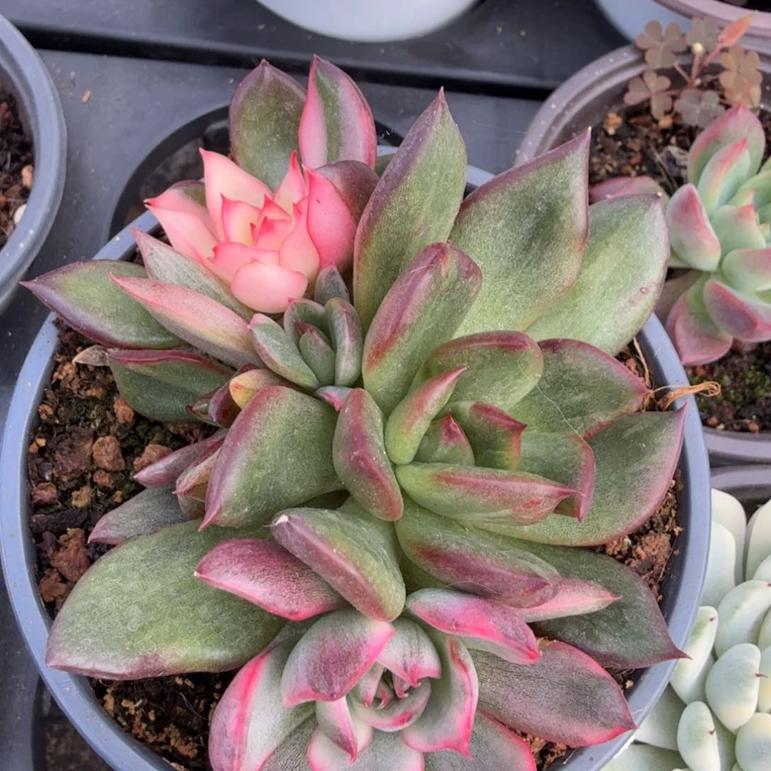 一颗多肉锦多肉锦