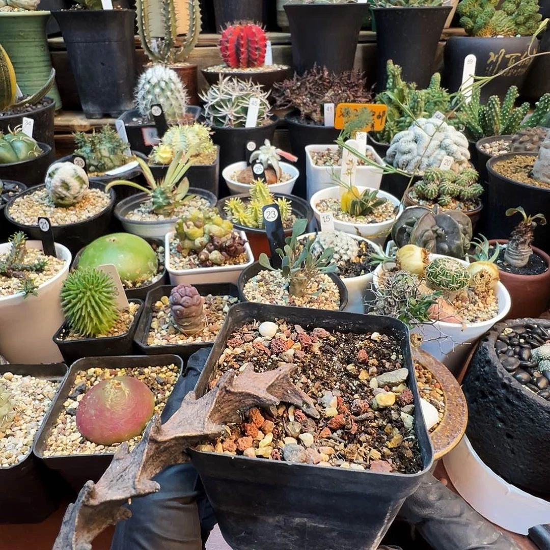 默***武腊泉脱土发货不带盆