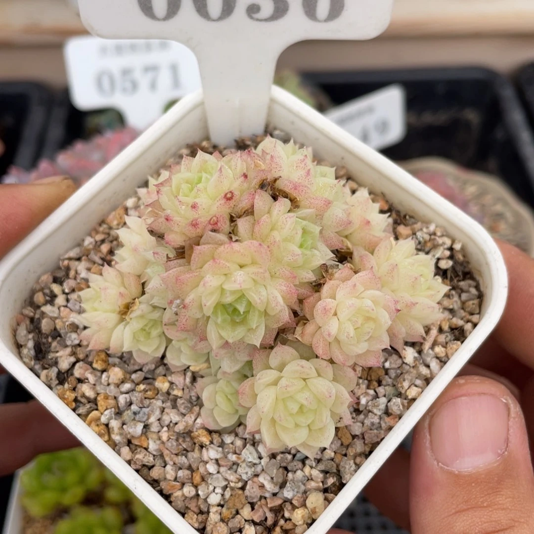 0036麦秆不带盆7厘米