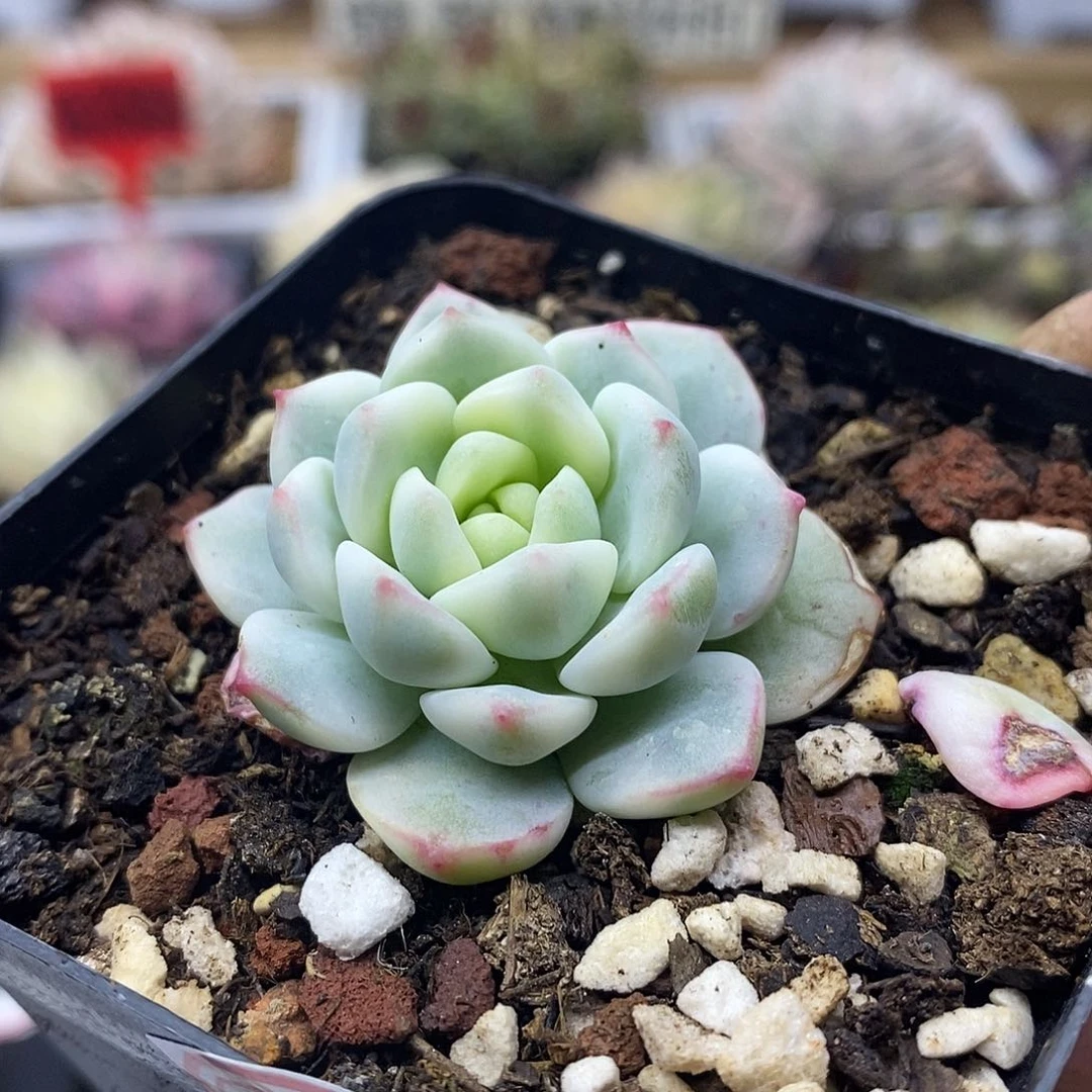 1490 小香草锦多肉