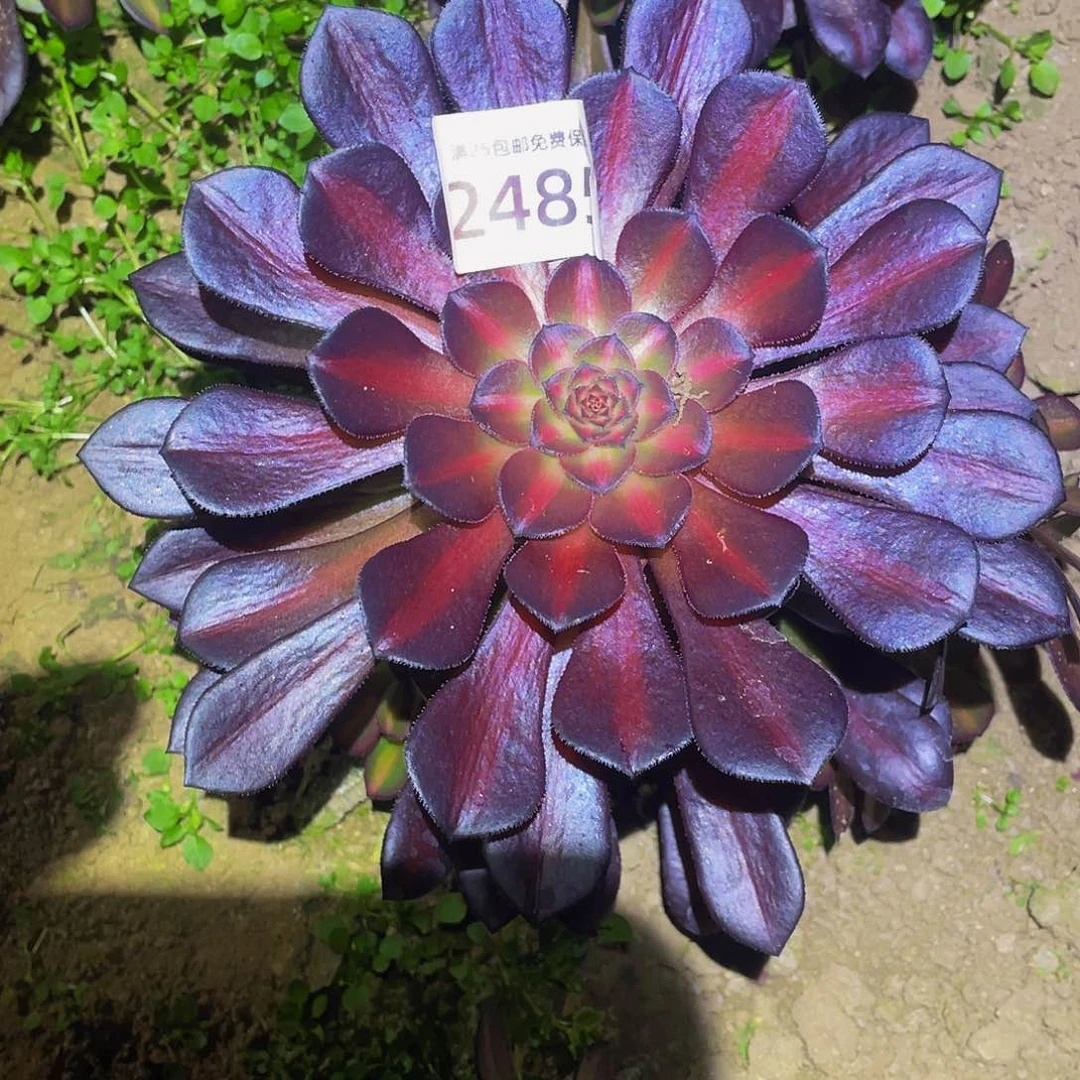 24885月亮石多肉植物