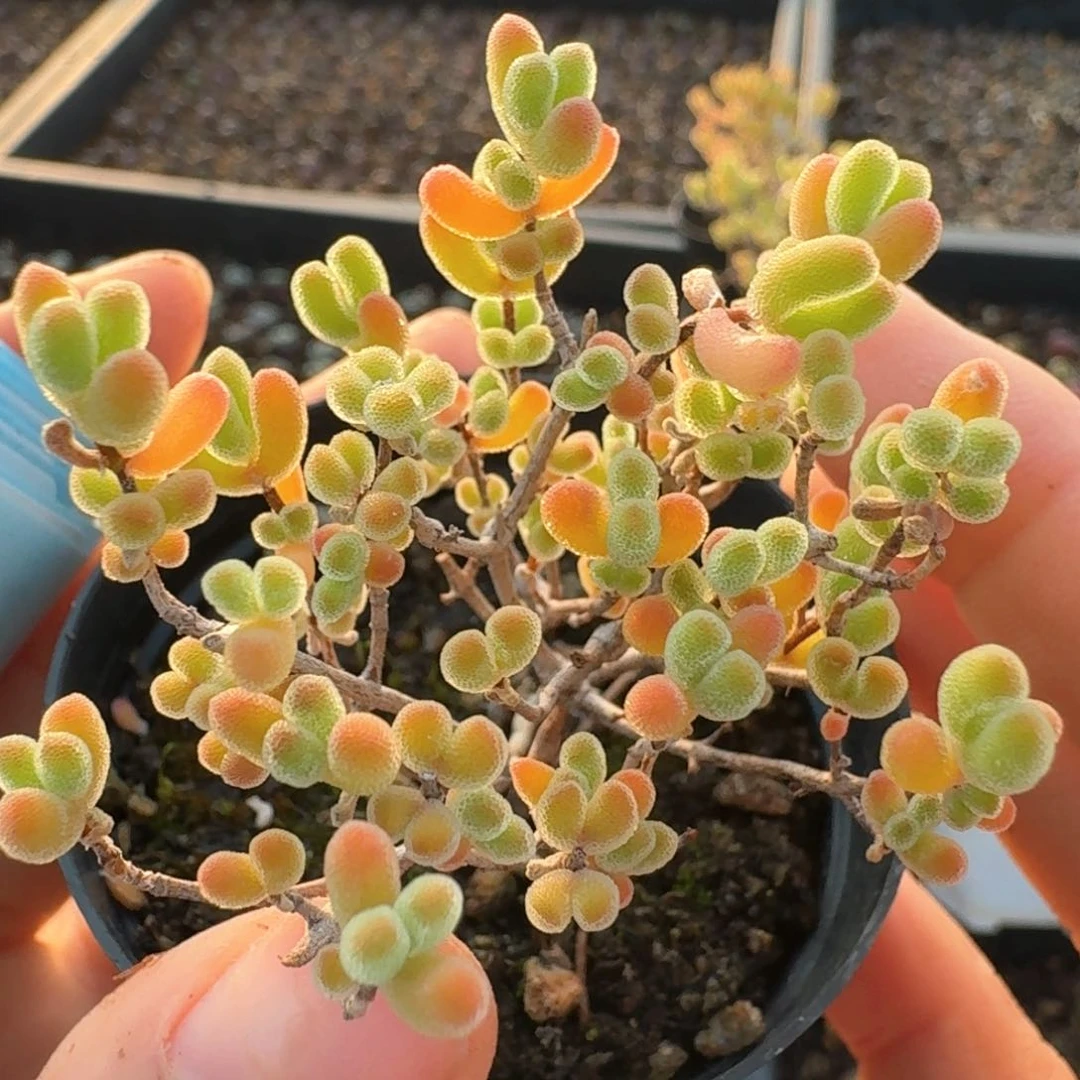 591带盆土发货小星星枝干