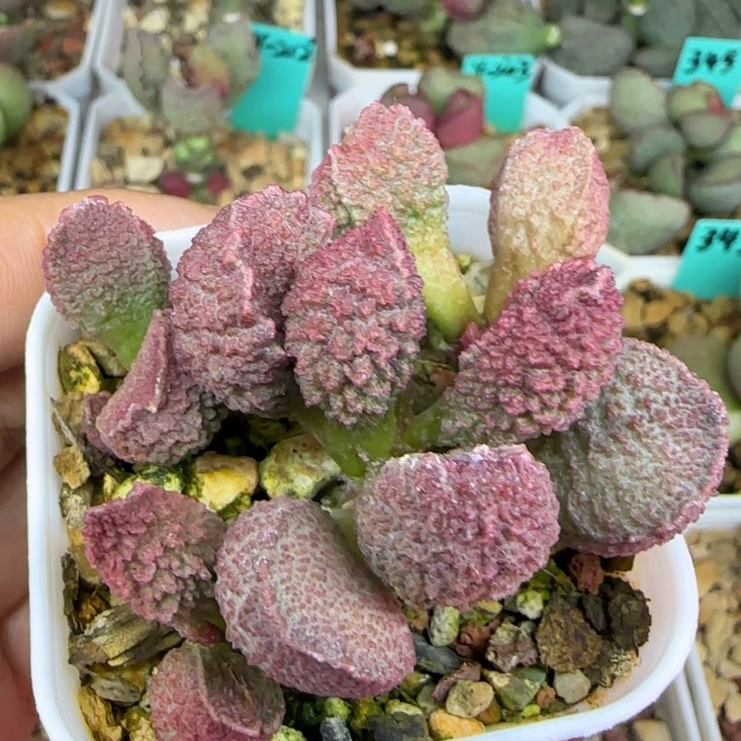 实生母本带盆发，五方盆