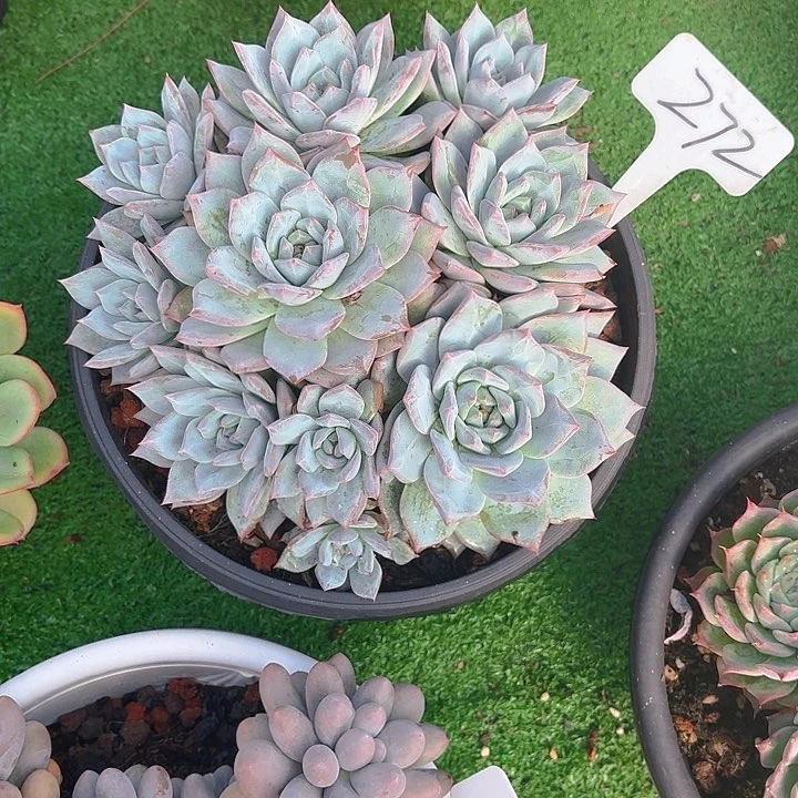 英***丽娟花花粉蓝鸟鸟