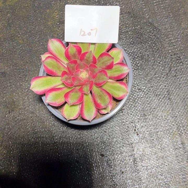 冬***云花样年华多肉植物保护专业1207