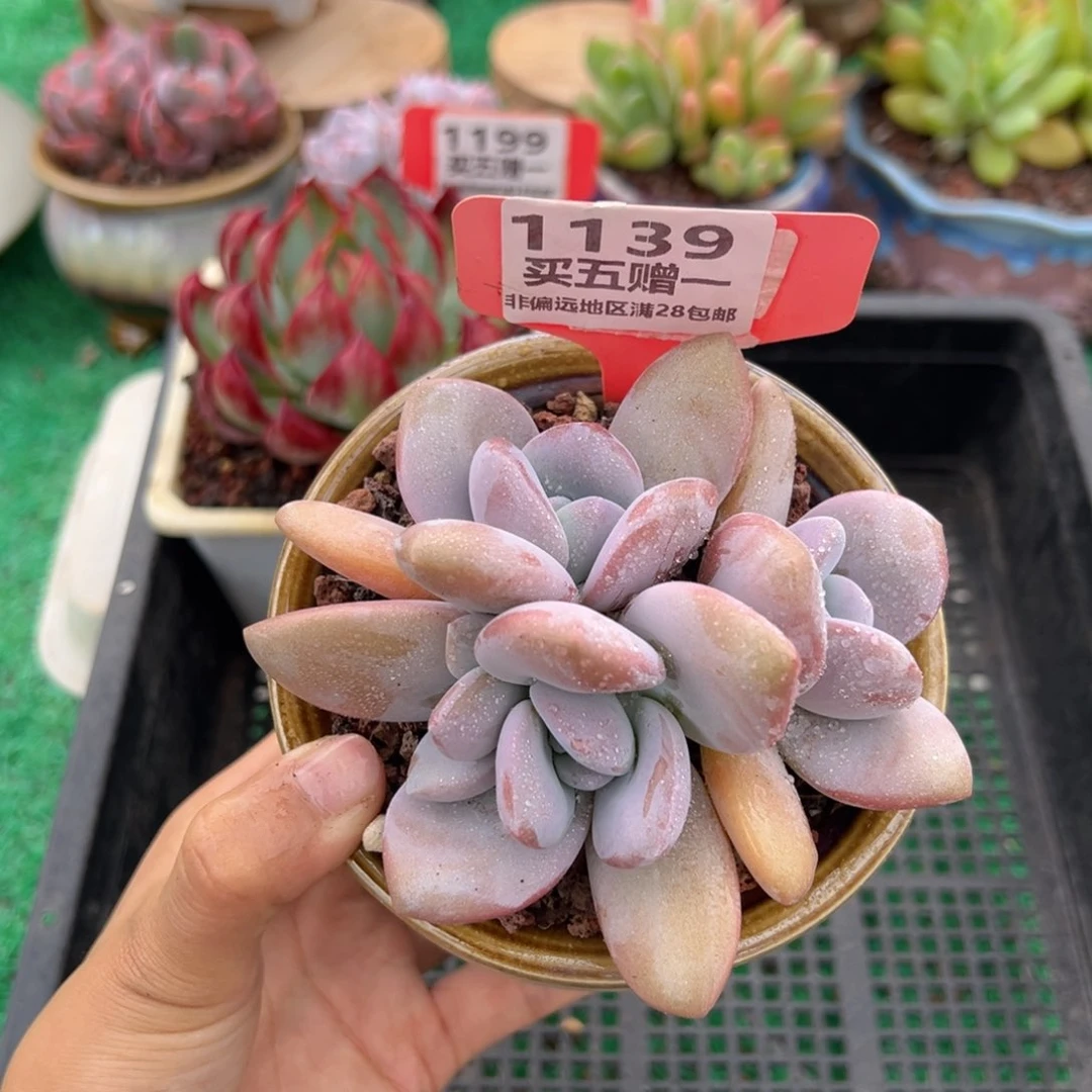 表妹精品多肉1139.