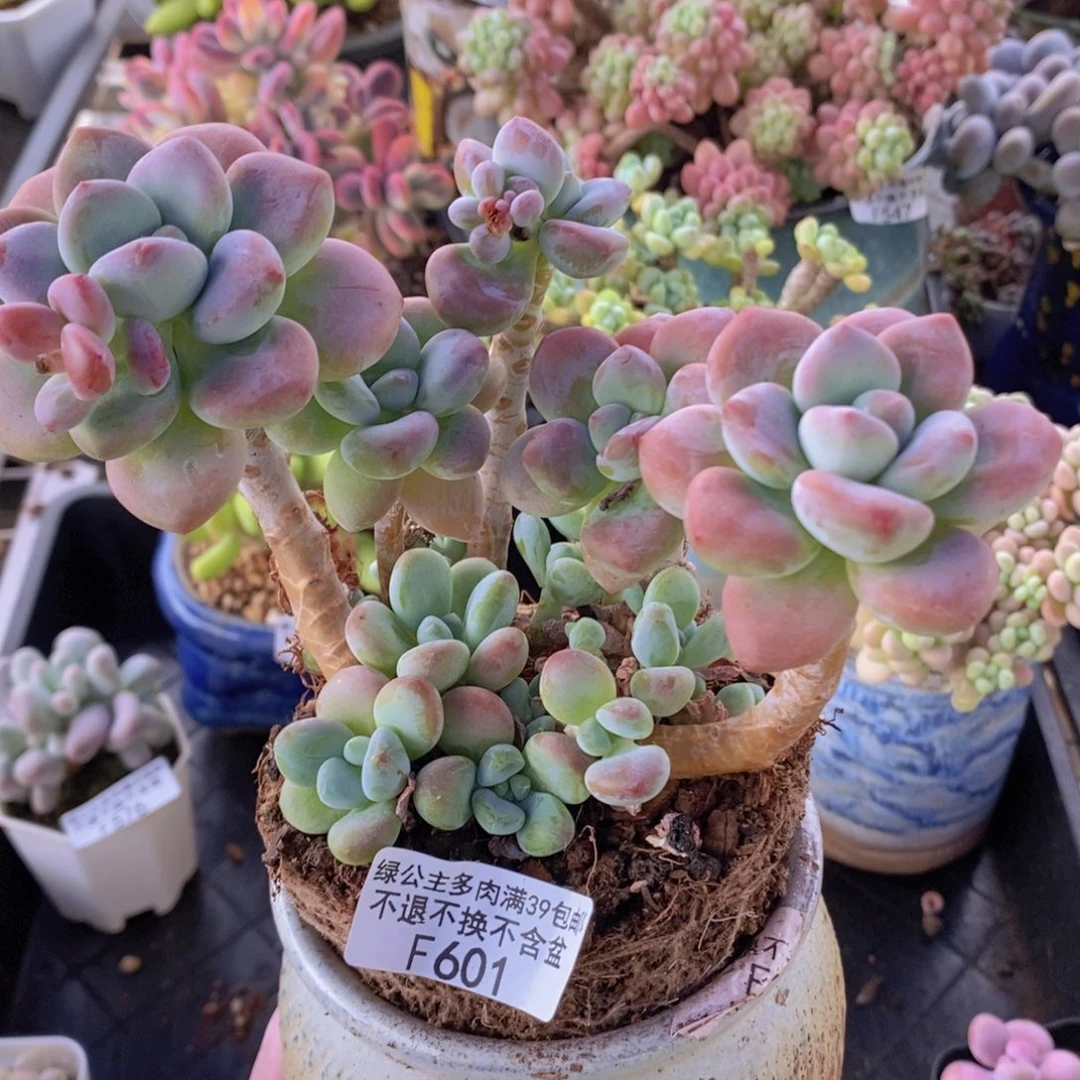 香水洛神10cm601多肉植物