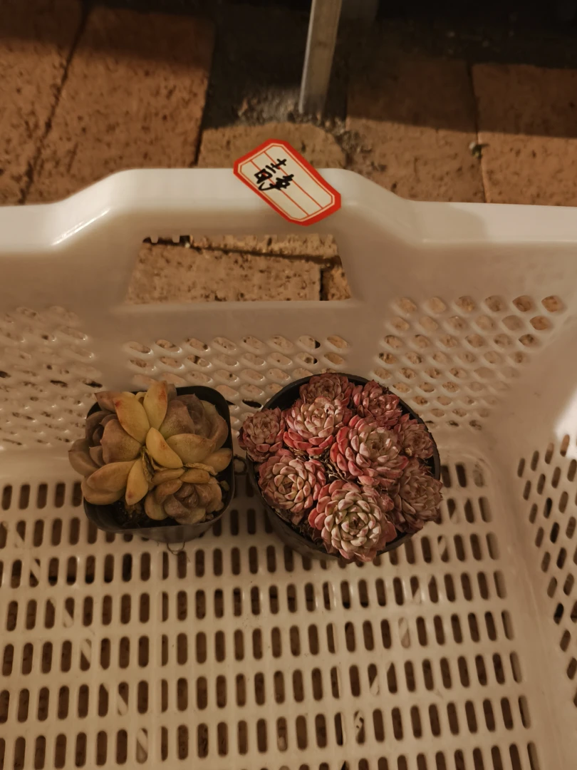 多肉植物组合盆栽带盆土好养室内绿植肉肉云南