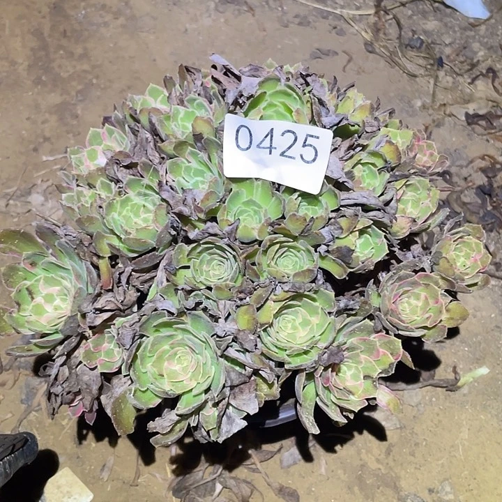 多肉植物法师425安娜