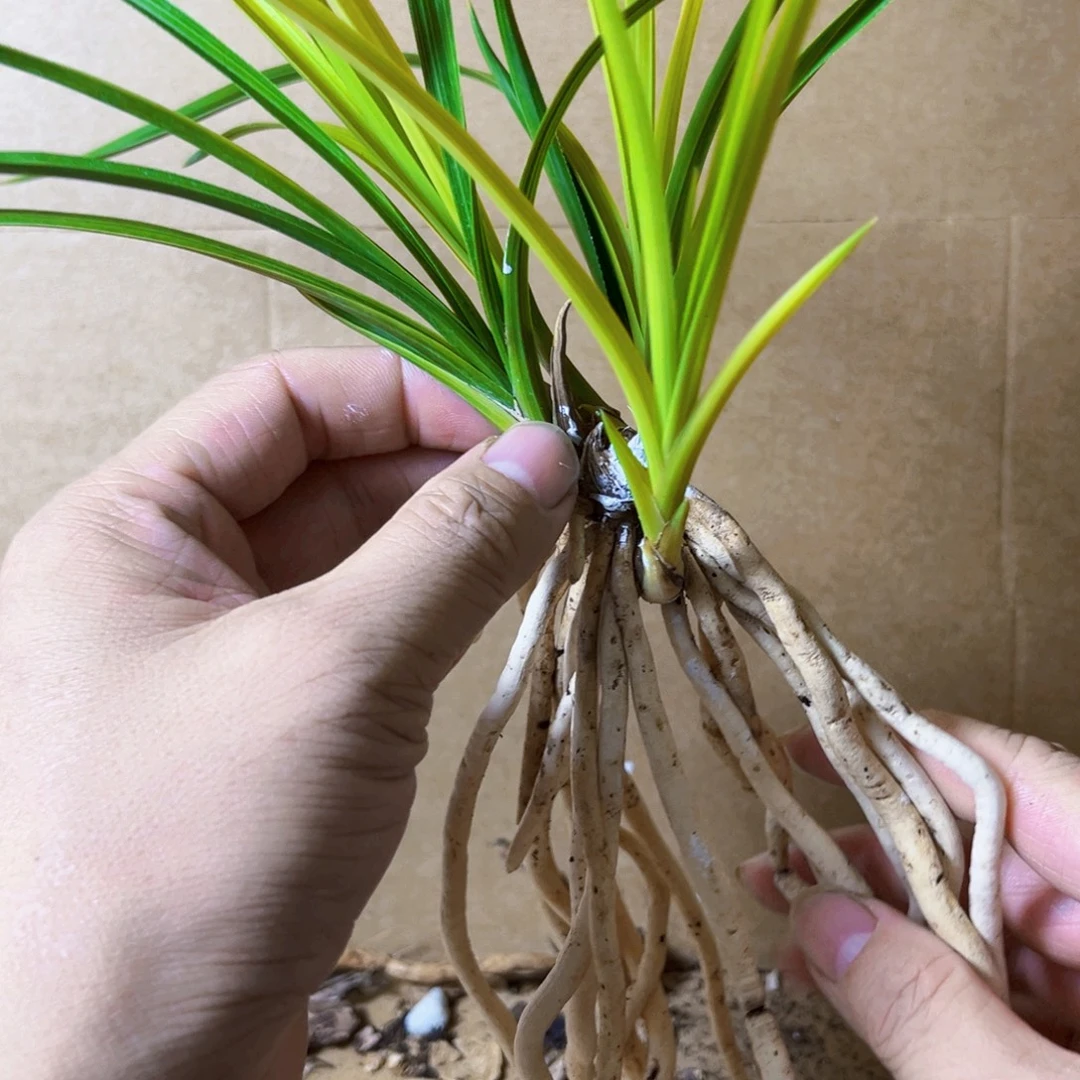 完全开放蕙兰朱金黄草盆栽花卉