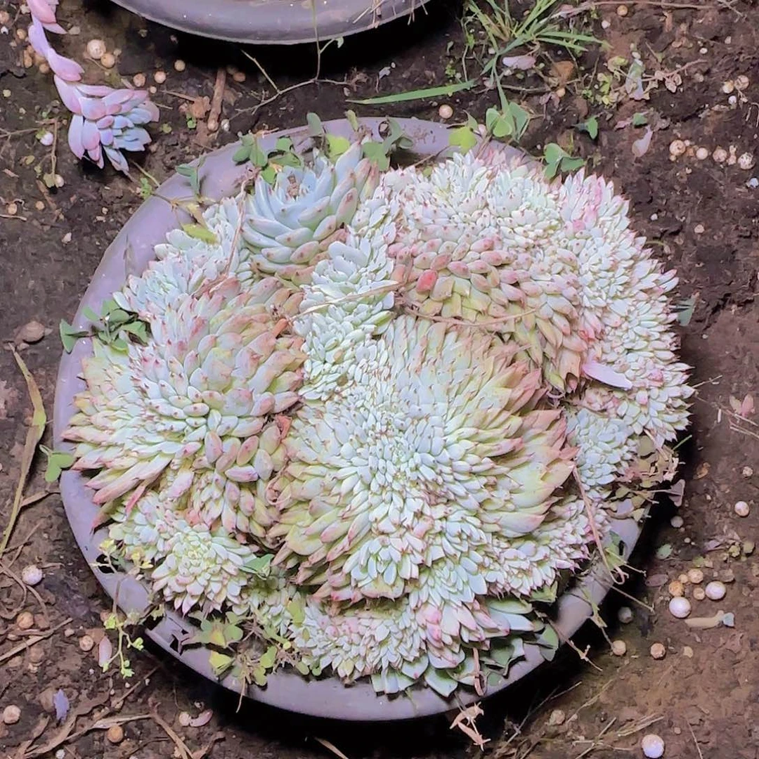 一物一拍绿抓缀化多肉