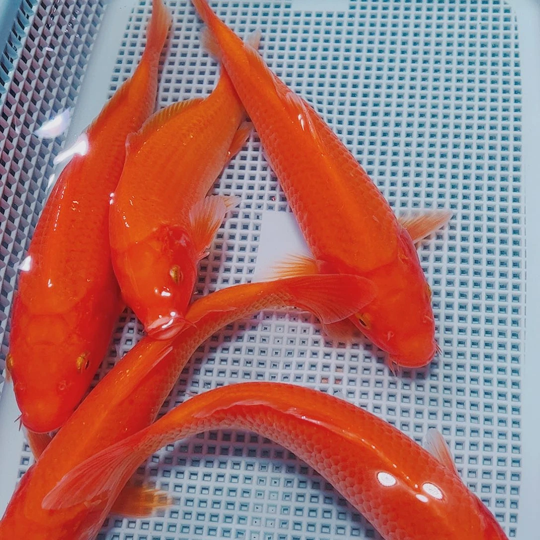 海水鱼锦鲤观赏鱼观赏鱼