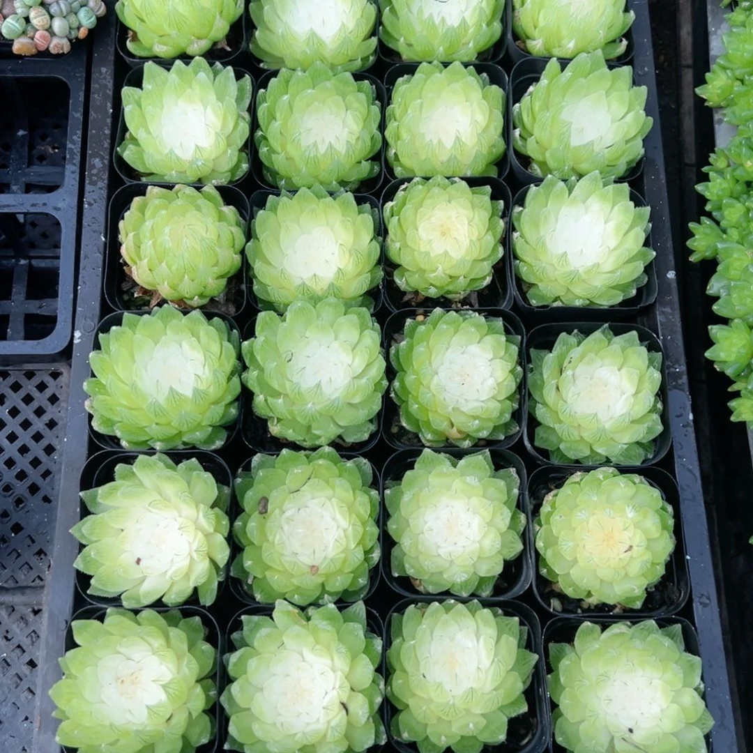 白莲花多肉植物一颗多肉植物