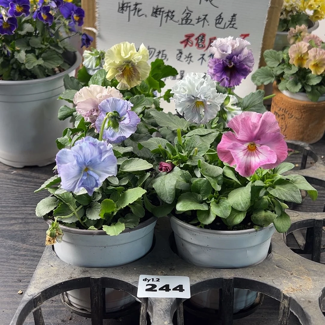 大部分花苞少量开放244号