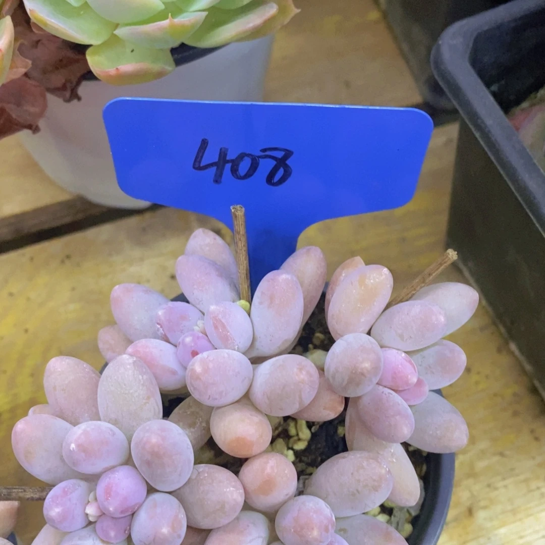 开心多肉，一物一拍